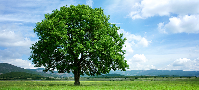 Grüner Baum in natürlicher Landschaft mit blauem Himmel