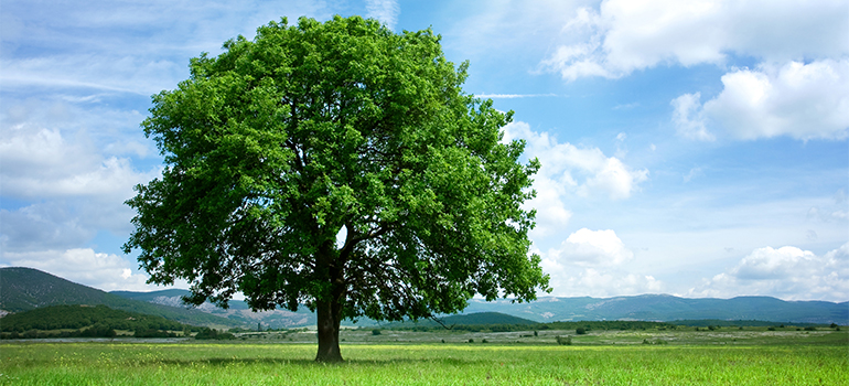 Großer Baum in grüner Landschaft und blauem Himmel